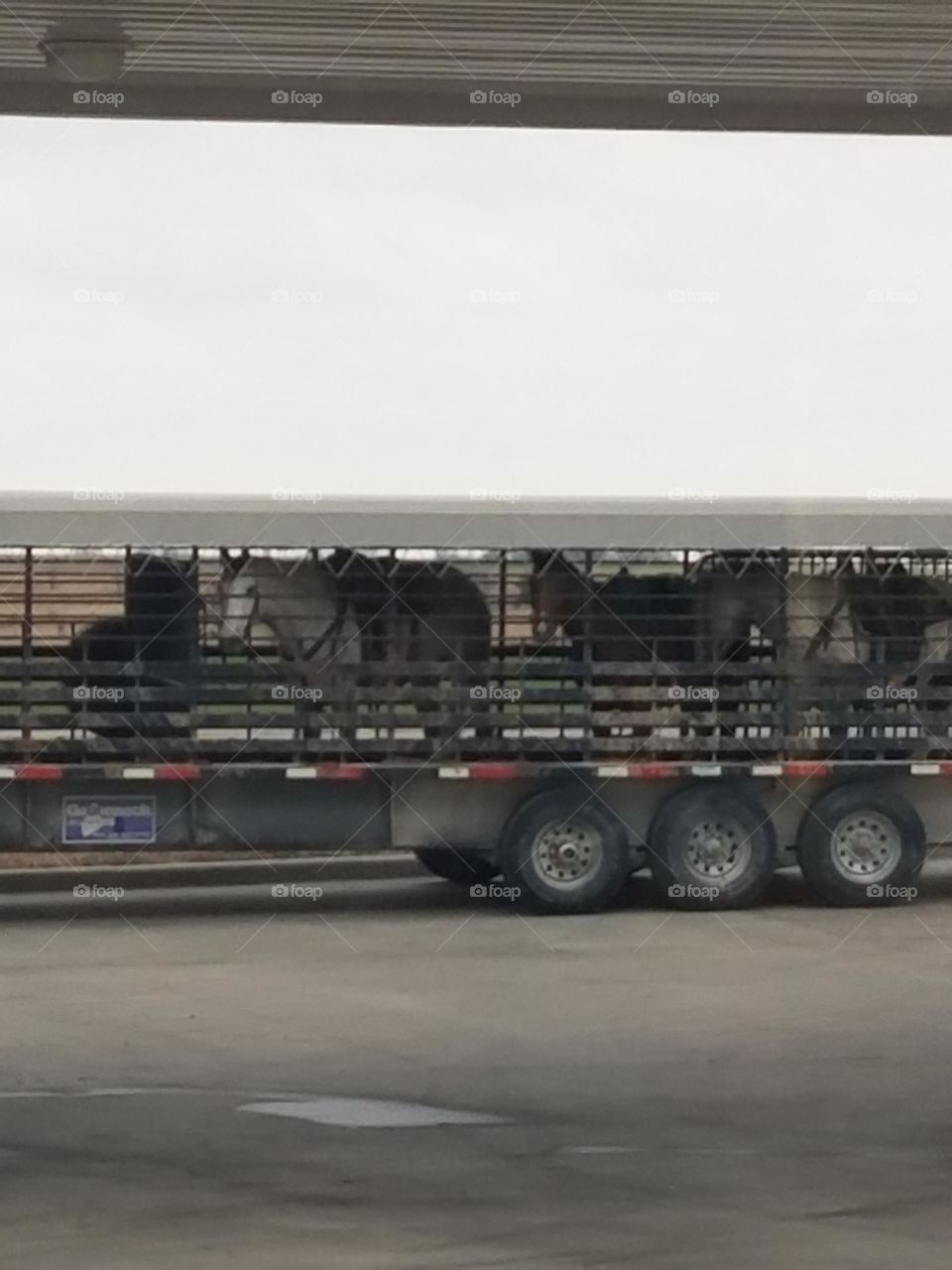 Horse trailer on the road