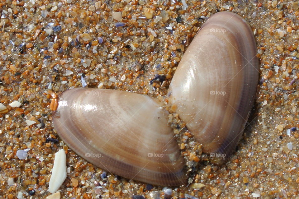 Shells on the shore