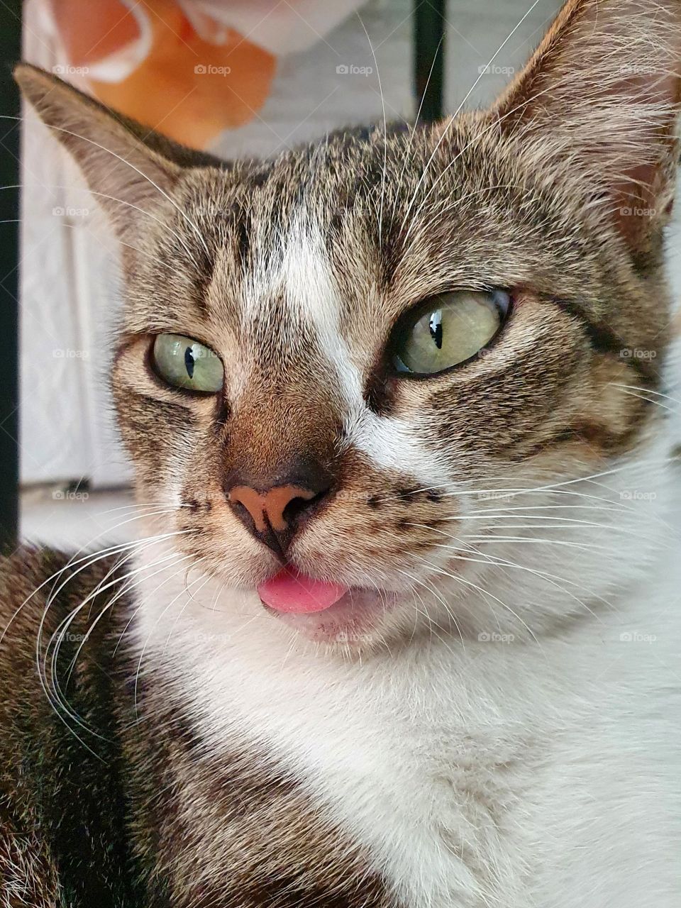 A domestic cat is sticking its tongue out because of the hot weather in the city of Surabaya