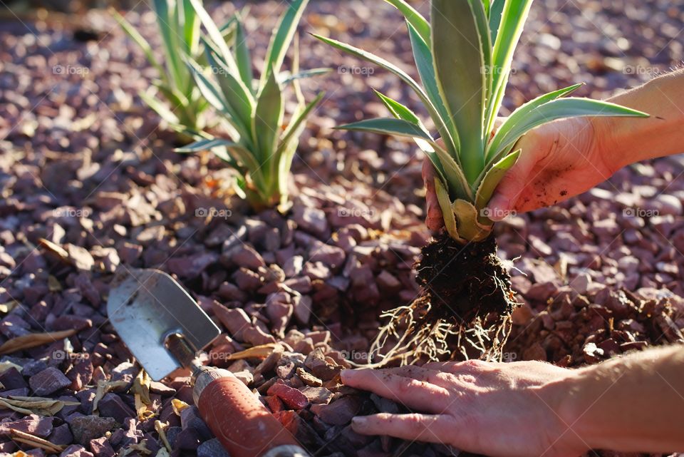 Planting Agave in the yard.