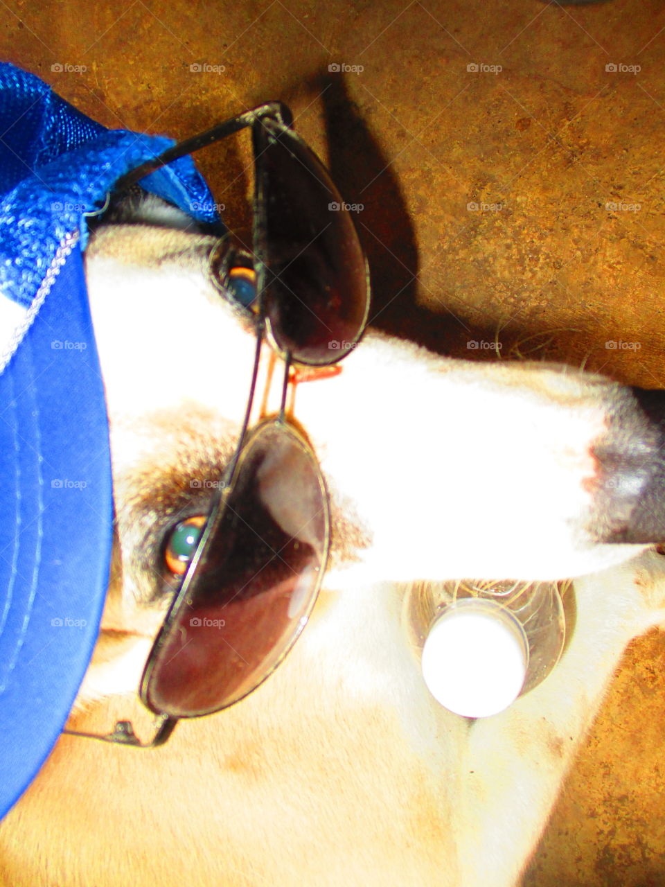 dog on shade and cap