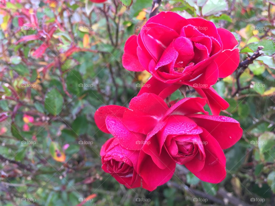 Roses on the wet morning