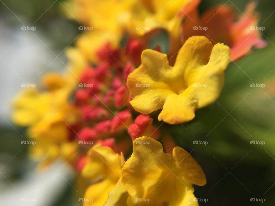 Macro flower Lantana