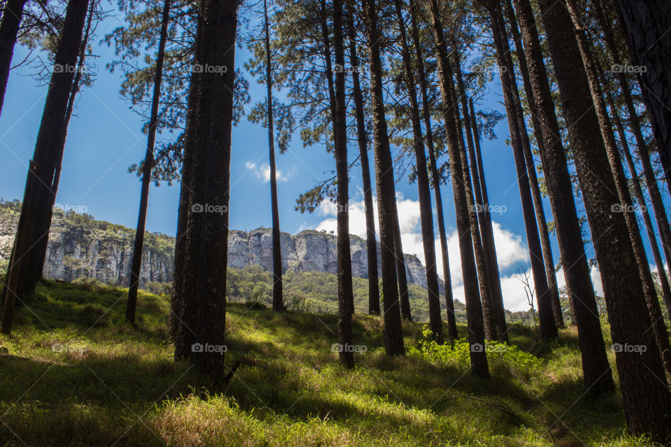 mountain range from behind the pine trees