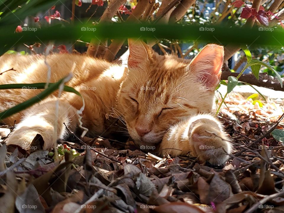 Orange tabby cat enjoying a nap in the beautiful Spring weather outdoors after being couped up indoors all winter.