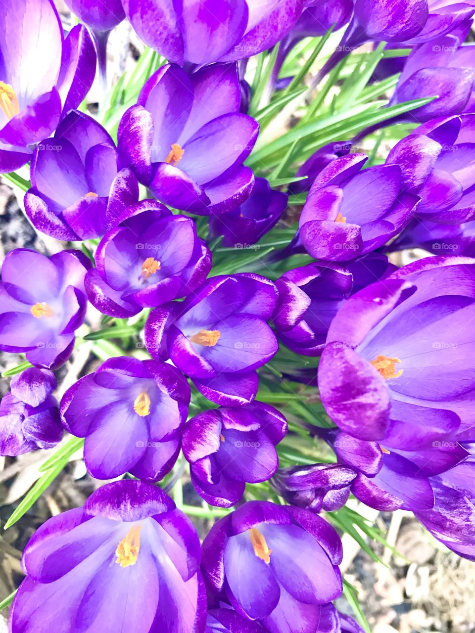 Crocus TOMMASINIANUS