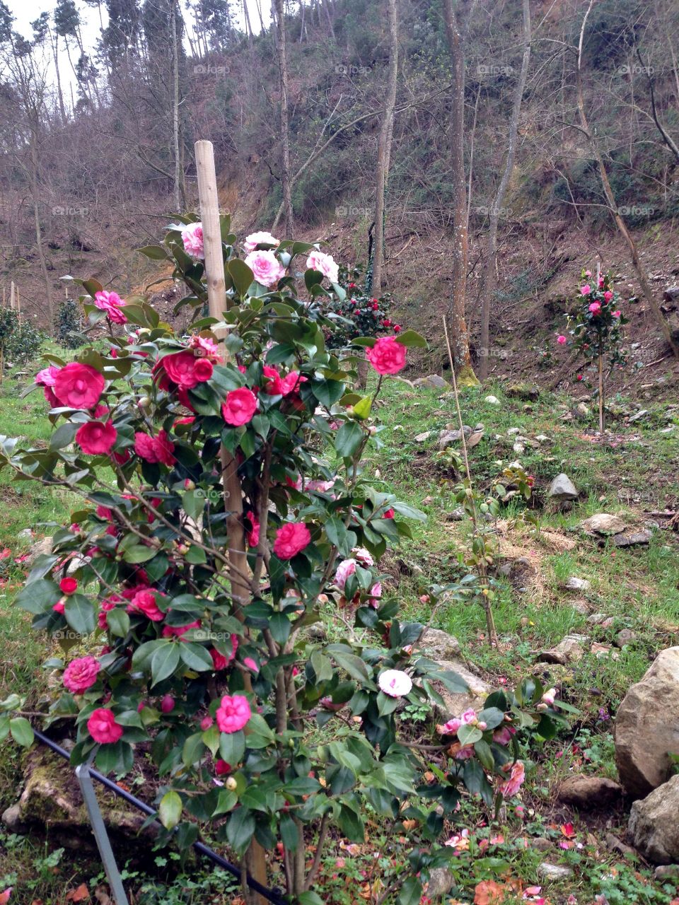 Camelie Pieve di Compito Lucca