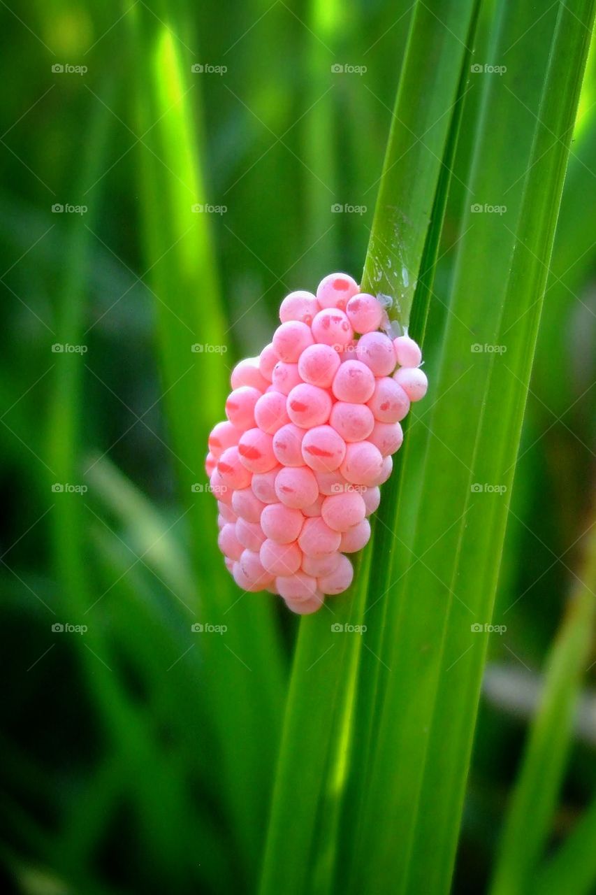 Snail eggs