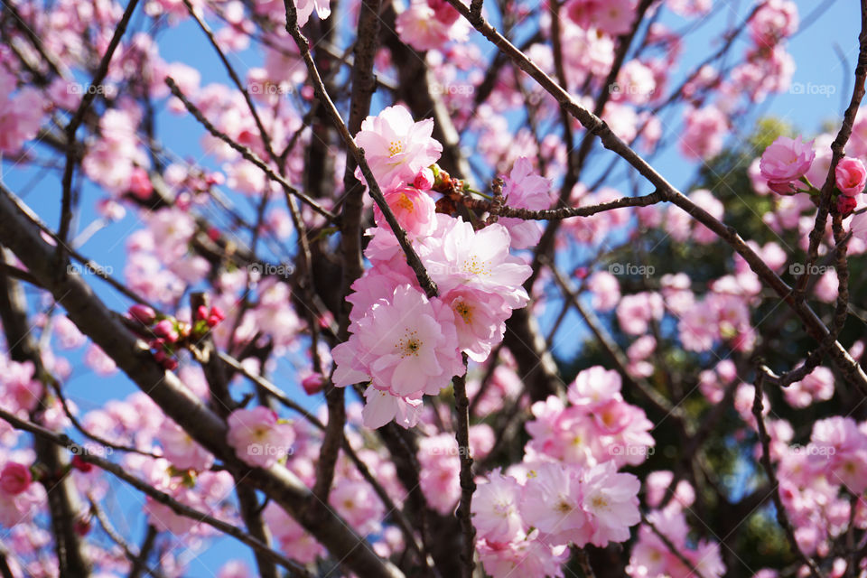 Japan. Cherryblossom