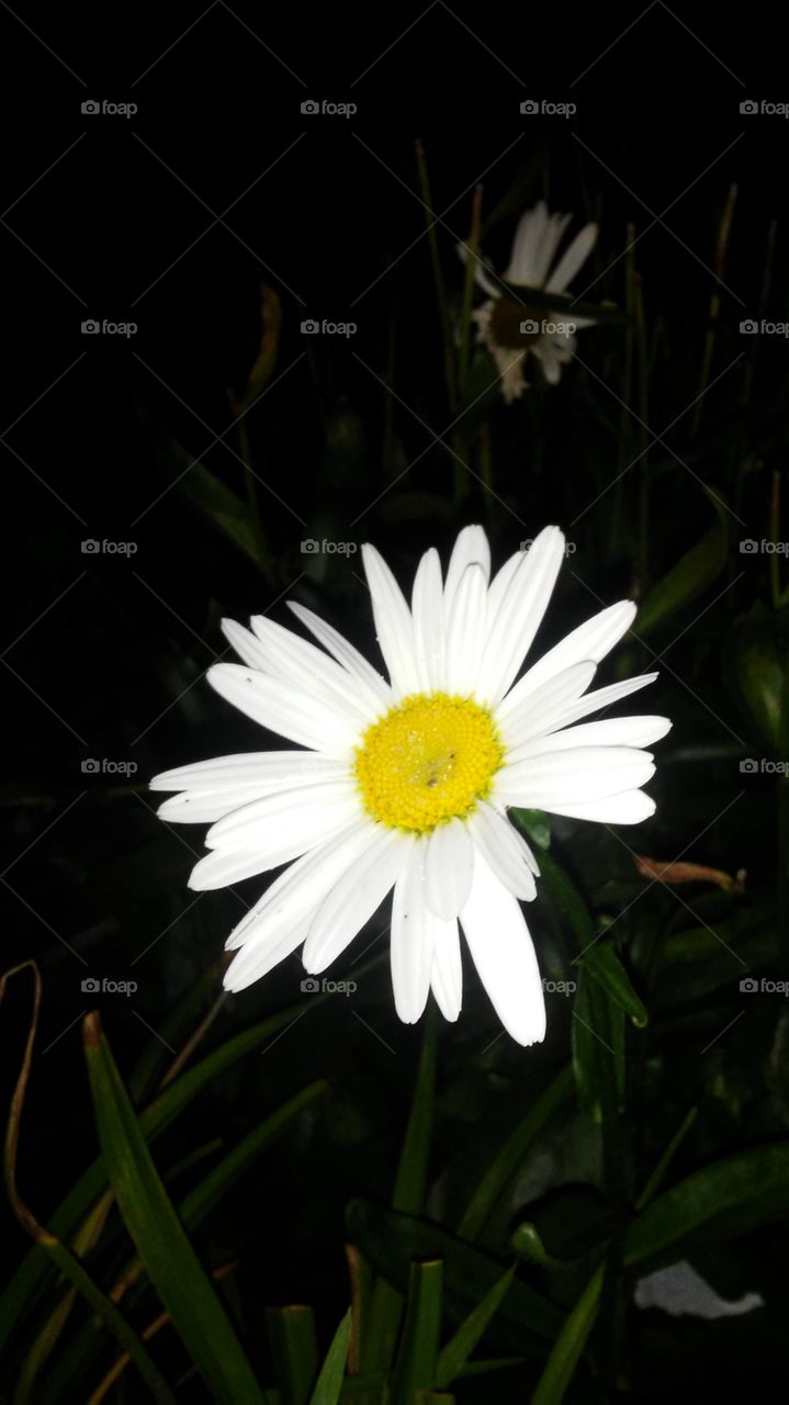 Flower, Nature, Flora, No Person, Leaf