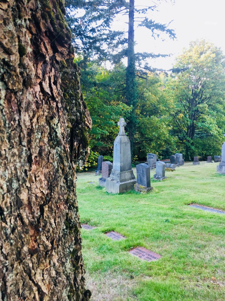 Tree and monuments, Mt Calvary Catholic Cemetery, Portland, OR