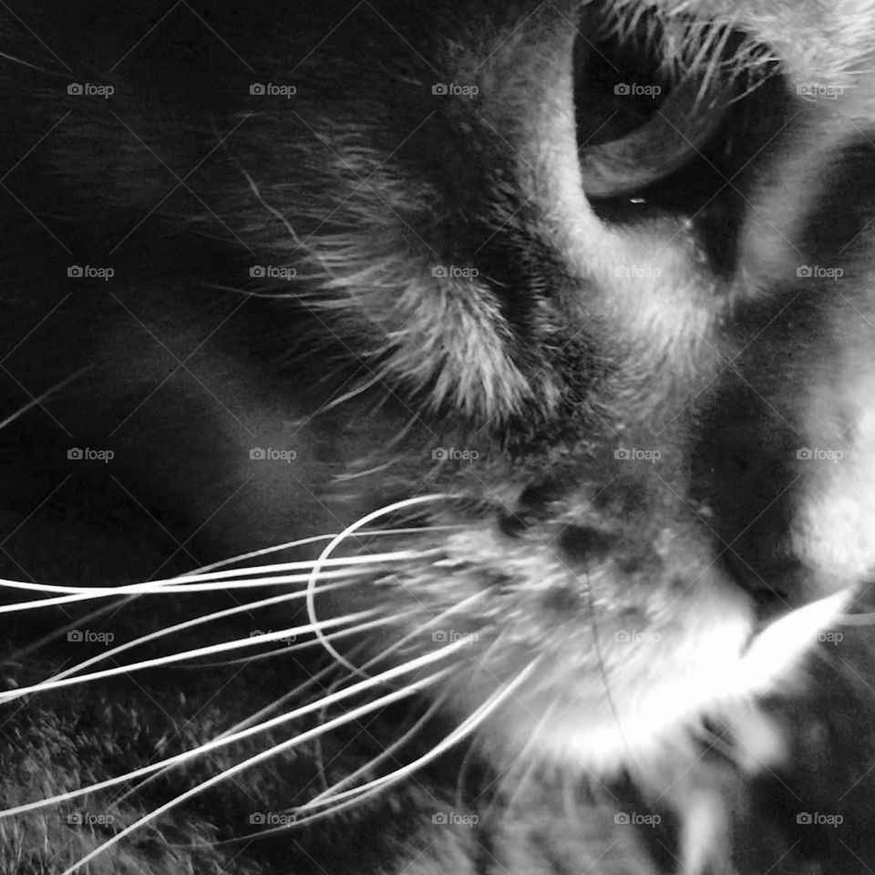 Beautiful cats whiskers 