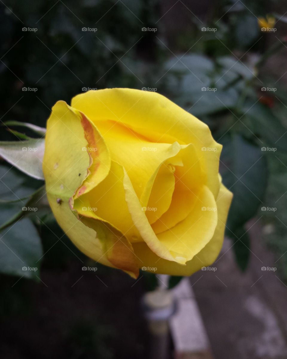 yellow rose