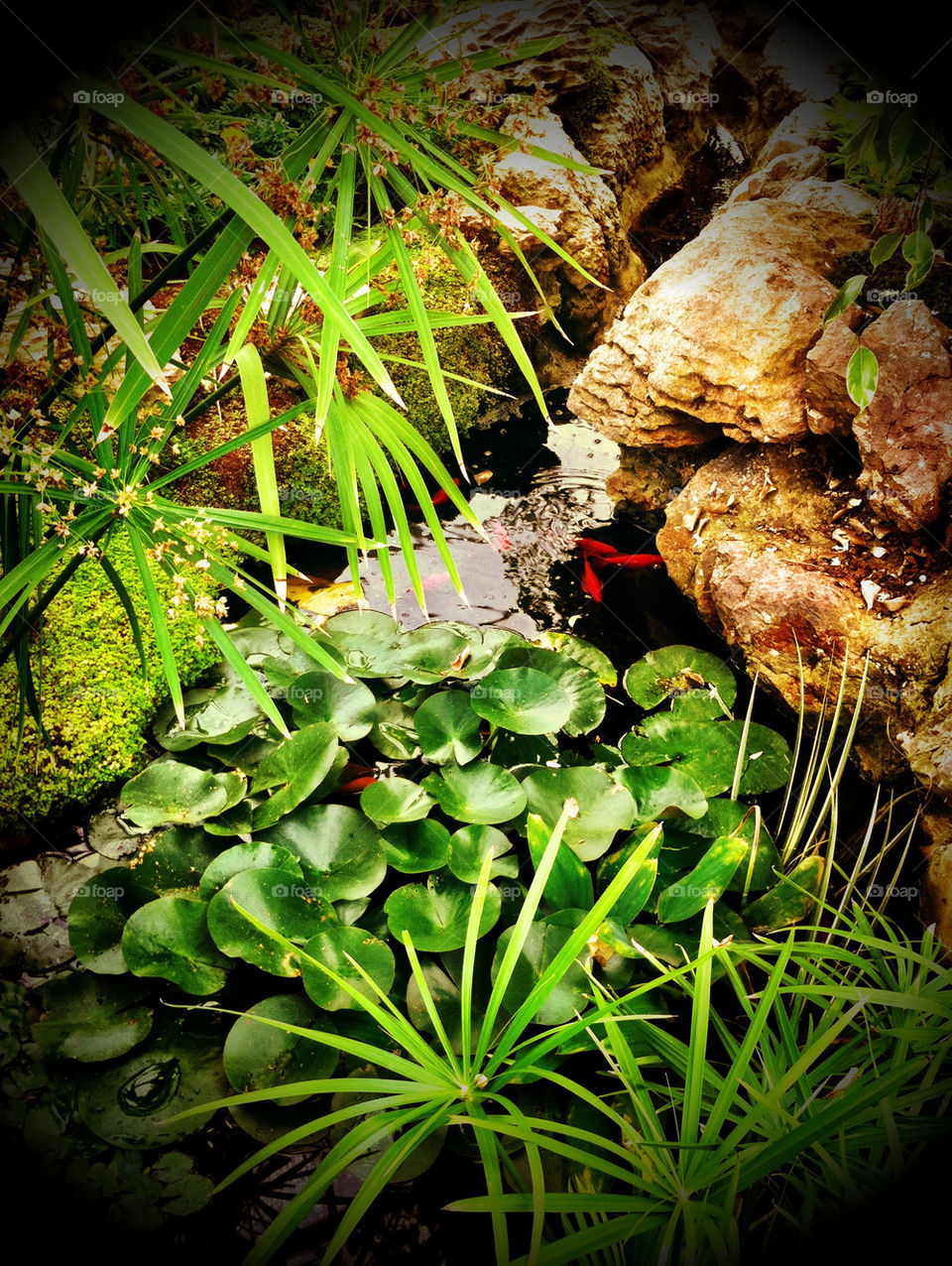 Goldfish pond