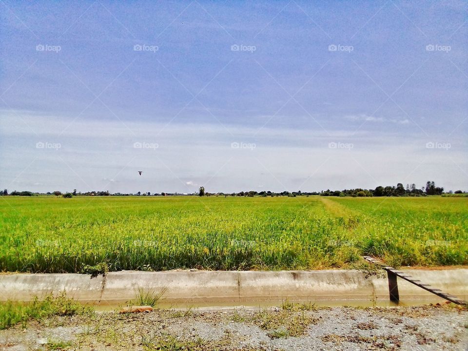 paddy field