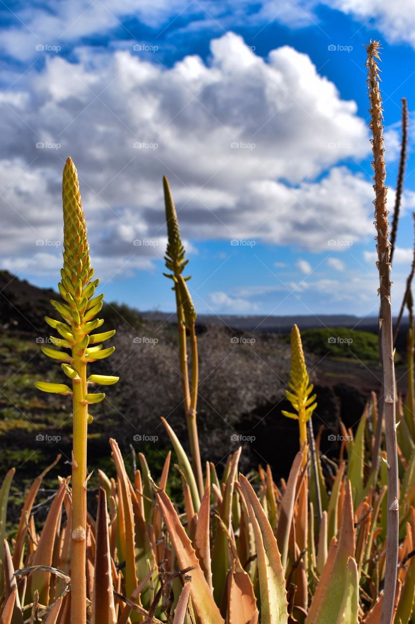 Plants