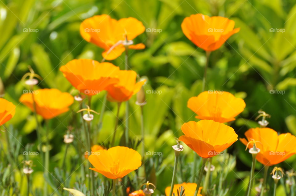 Wild flower field