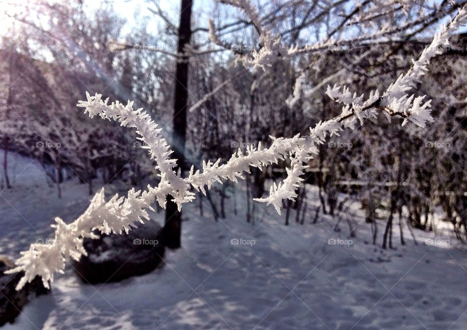 A frosty day