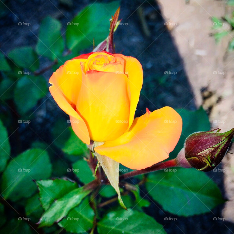 🌹 🇺🇸 Very beautiful flowers to brighten our day.  Live nature and its beauty. Did you like the delicate petals? / 🇧🇷 Flores muito bonitas para alegrar nosso dia. Viva a natureza e sua beleza. Gostaram das pétalas delicadas? 