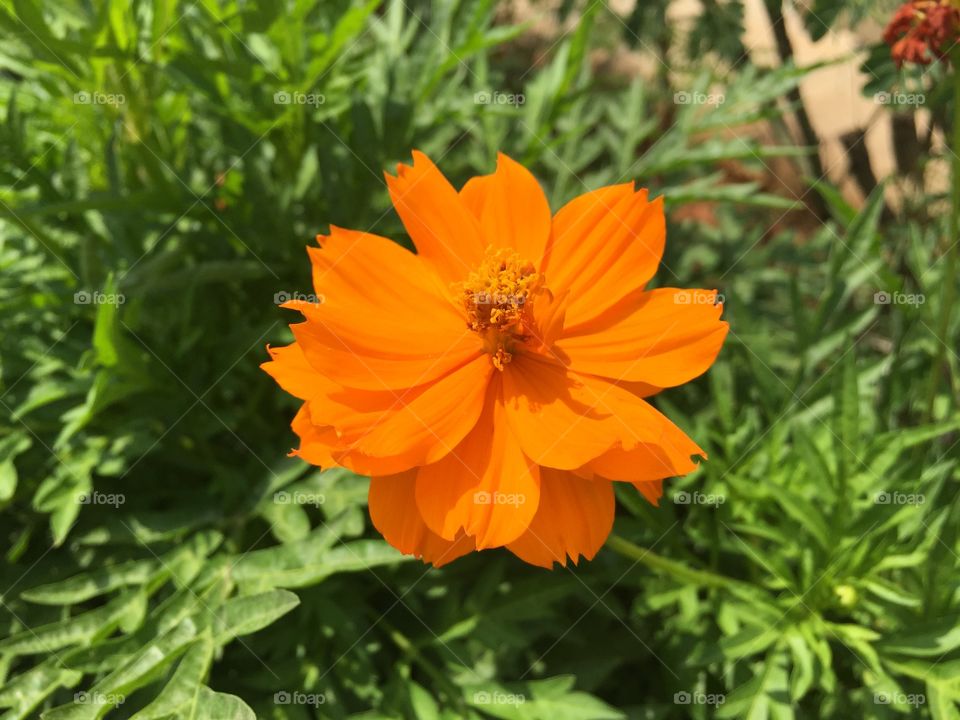 Single flower 