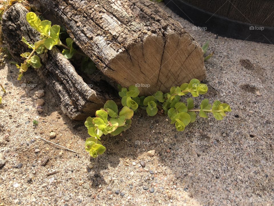 Plants growing through wood in desert landscape