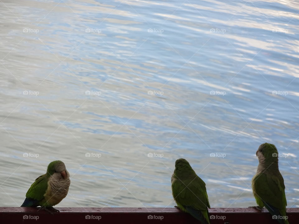 parrots at the lake