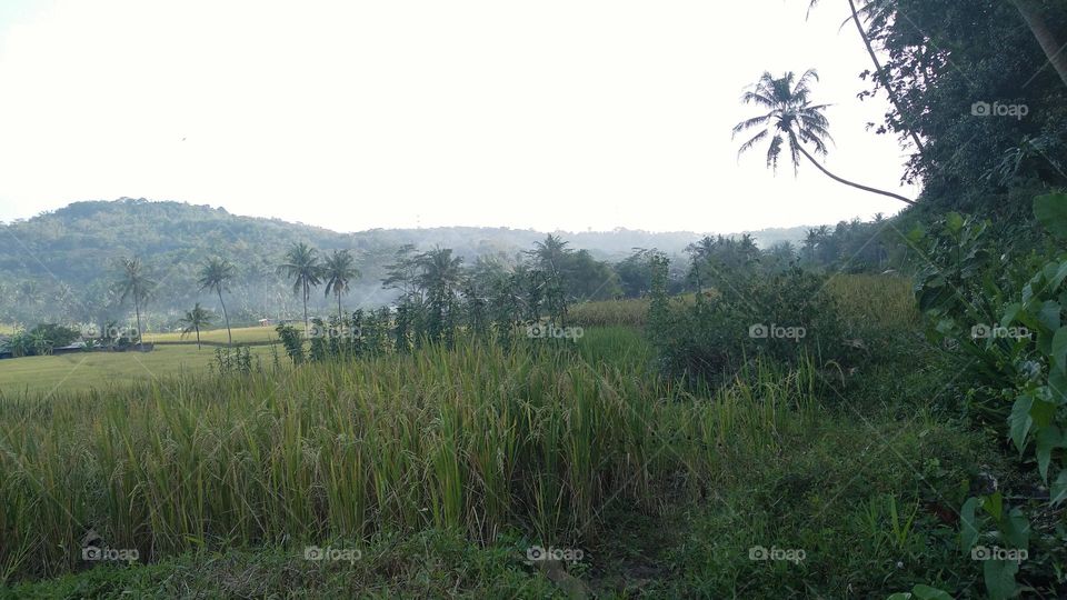 Beautiful view in the afternoon in the rice fields