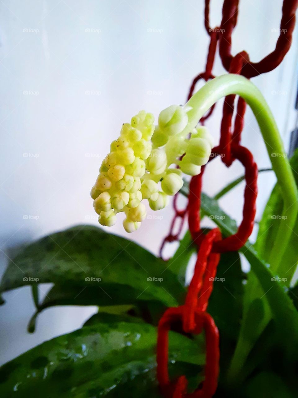 flower of frog tongue plant