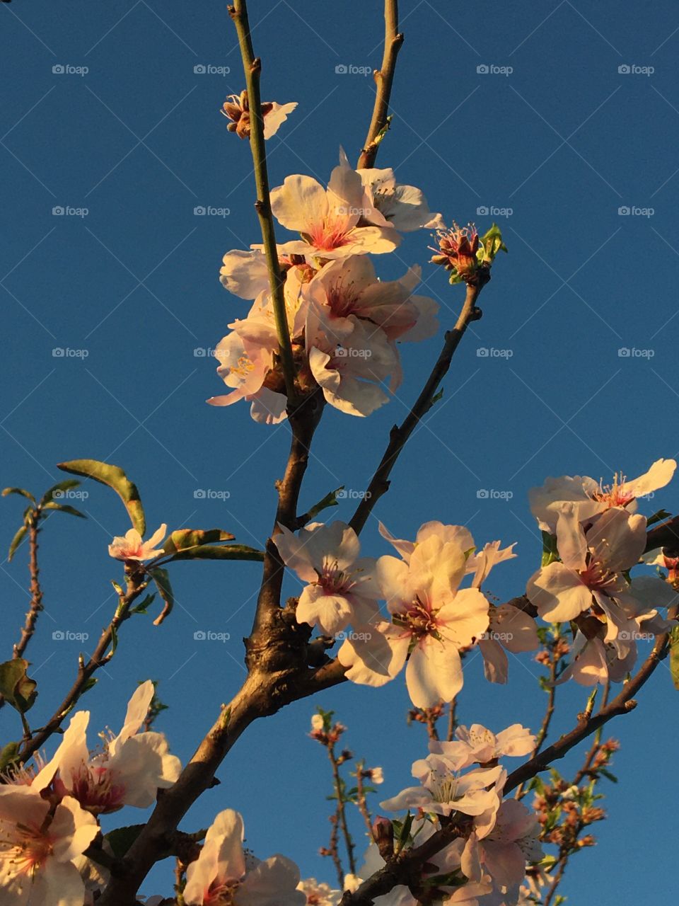 Flowers in trees