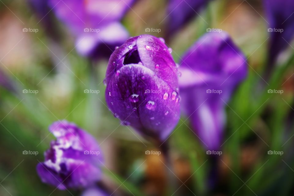 purple flower