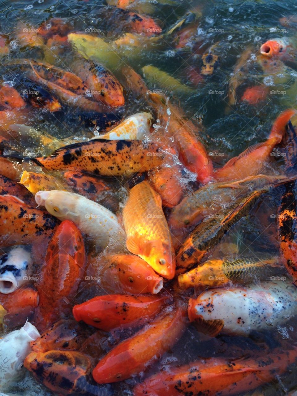 Golden Koi