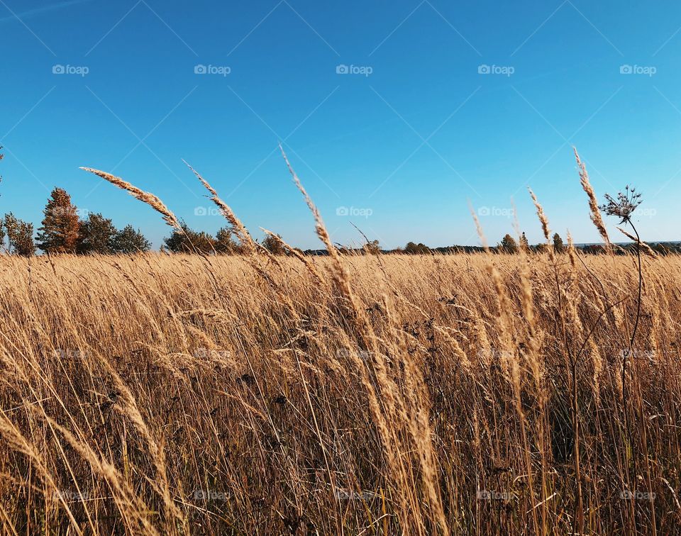 Autumn landscape