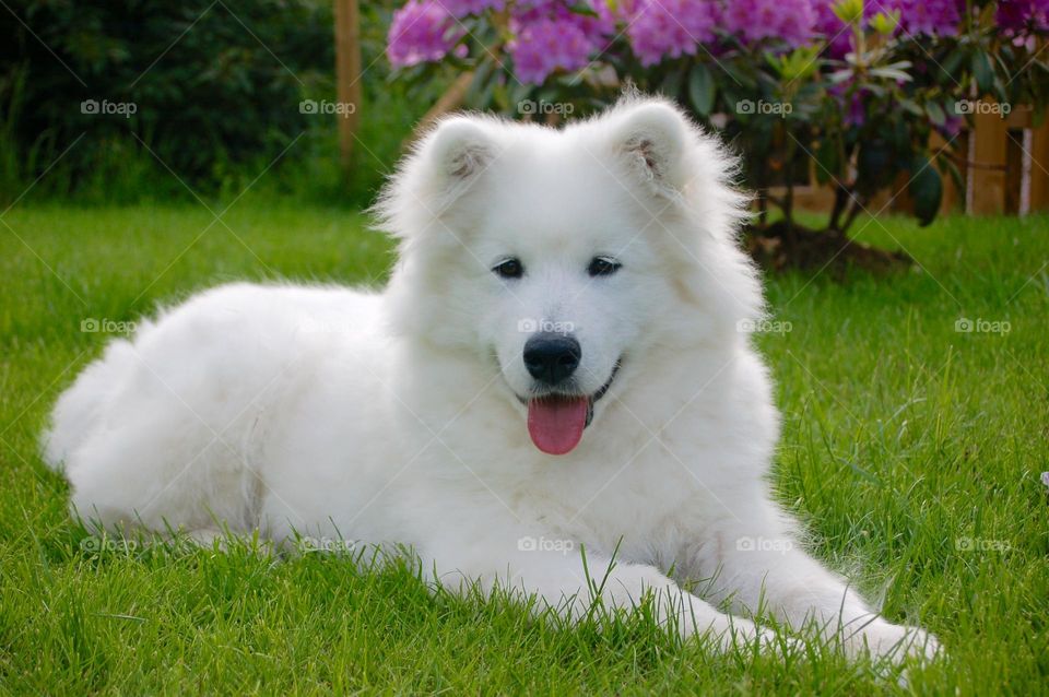 Samoyed Husky Puppy 