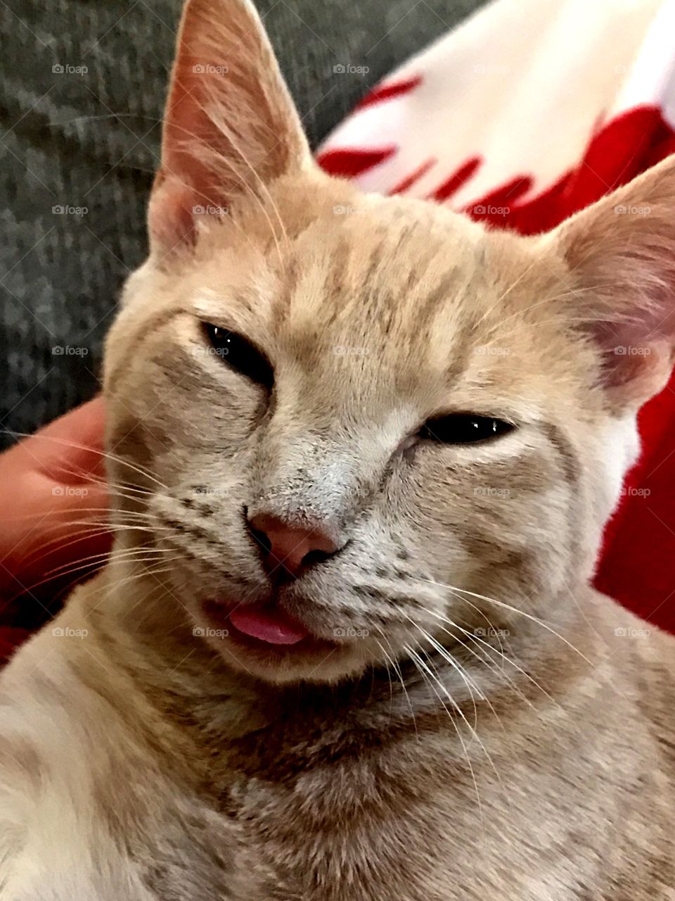 This tongue's for you