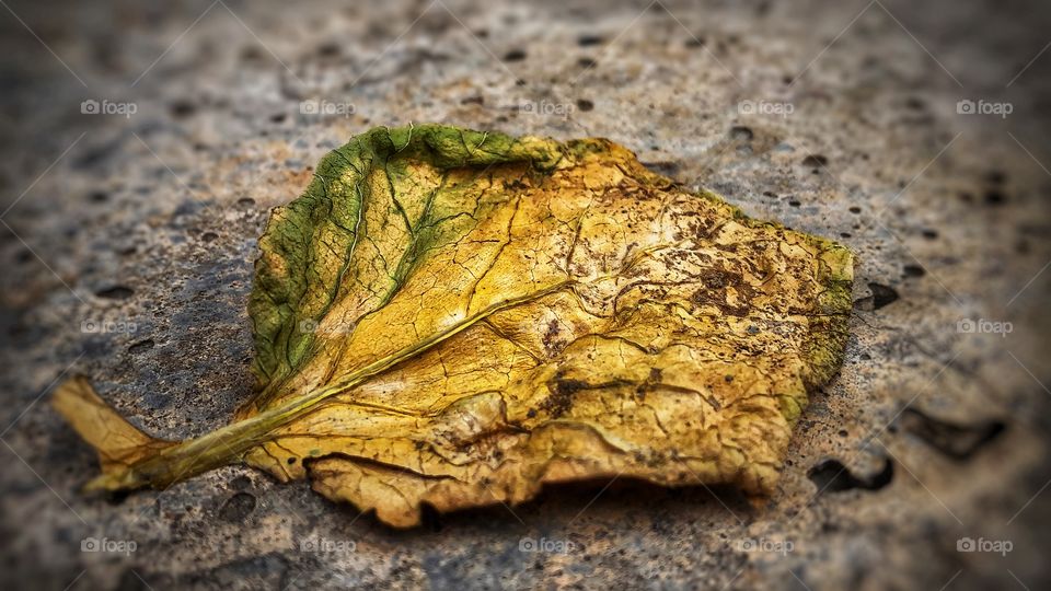 Dry leaf!
