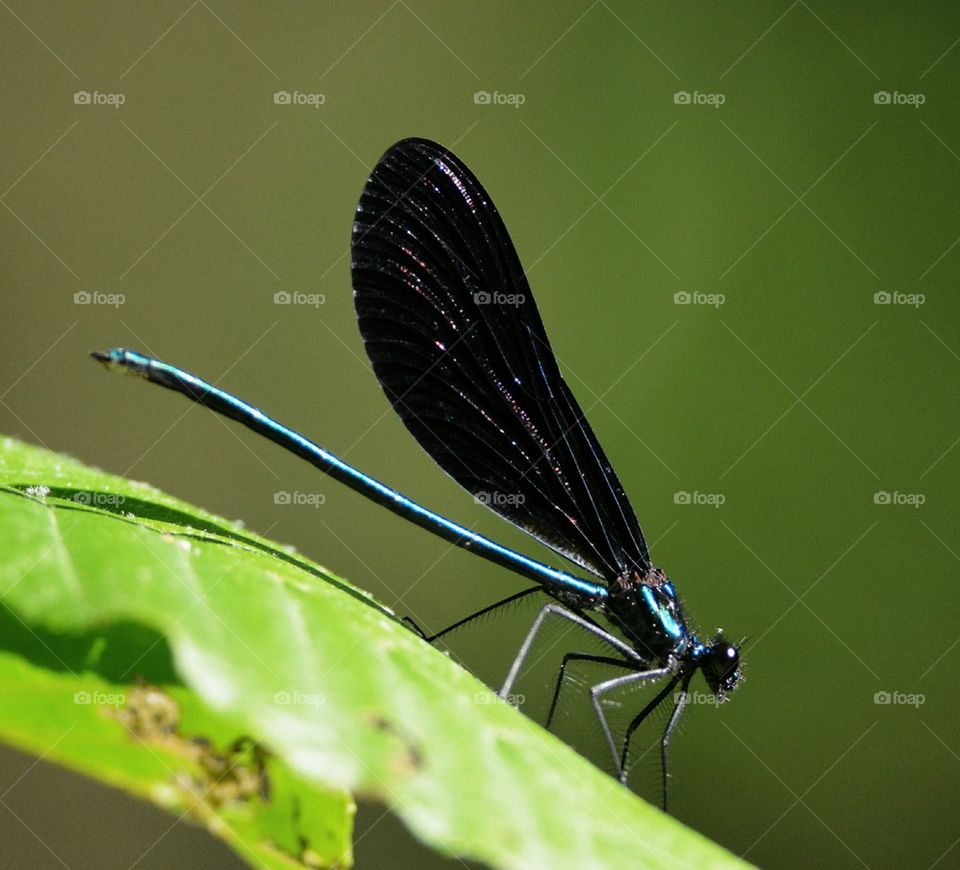 ebony jewelwing dragonfly