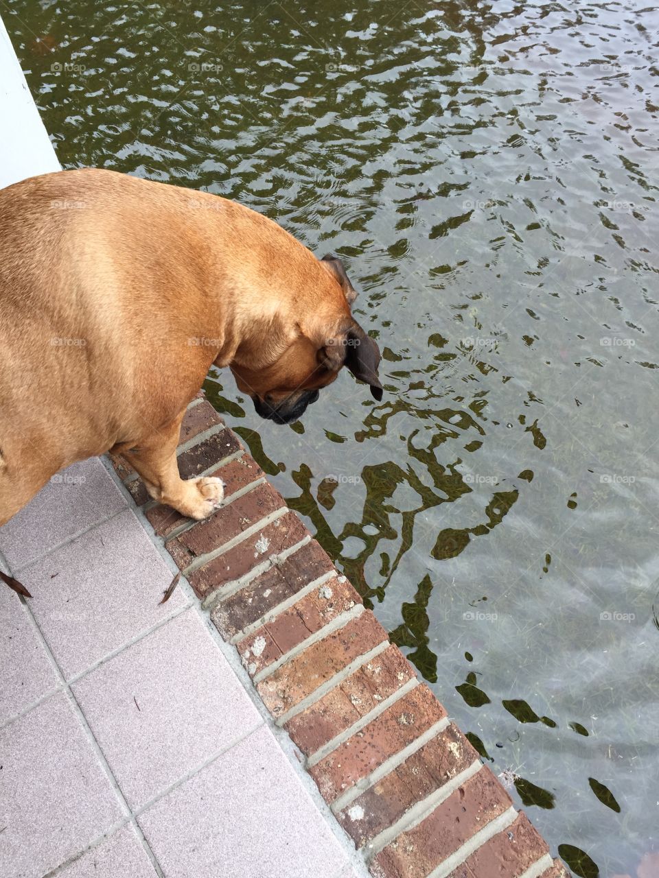 Belle the Bullmastiff looking at her reflection in the South Carolina flood waters of Joachim for a dry spot to potty. 