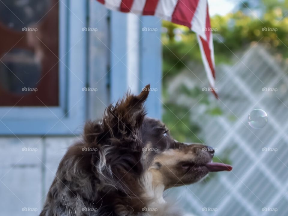 Dog chasing bubbles