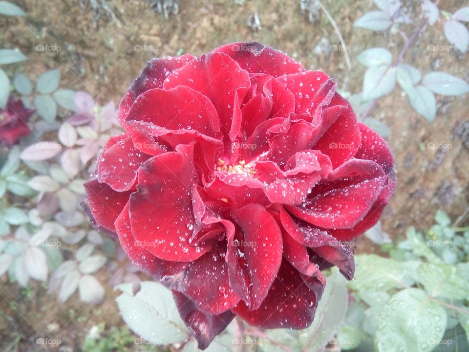 gotas de orvalhos na rosa vermelha sangue