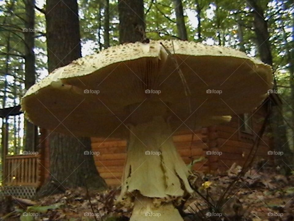 big mushroom