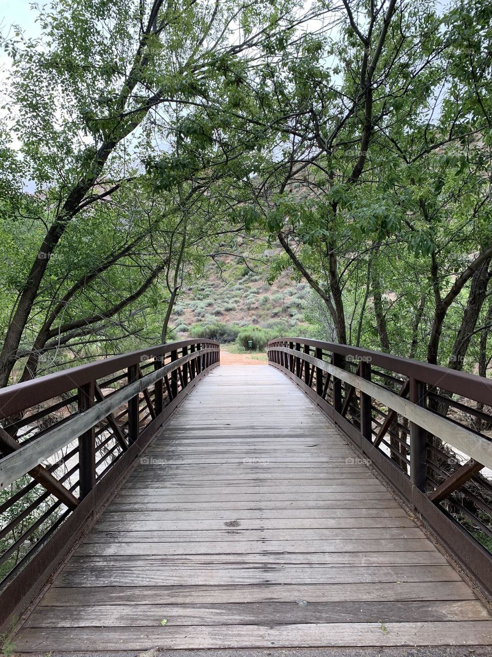 A bridge with trees to the sides