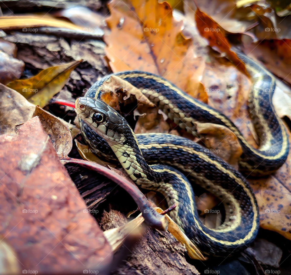 snake in fall leaves