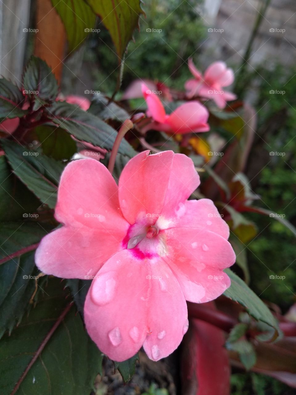 flor y lluvia