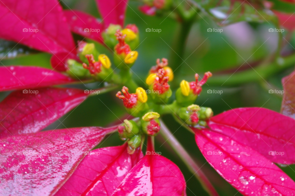 nature flower christmas poinsettia by time2share