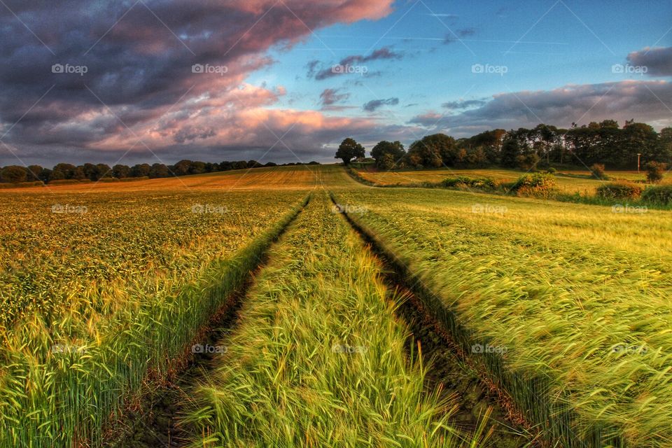 Tractor tracks disappearing into the distance through a field of wheat at sunset.