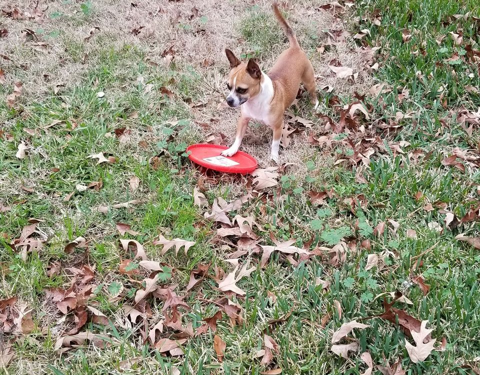 Dog and his frisbee