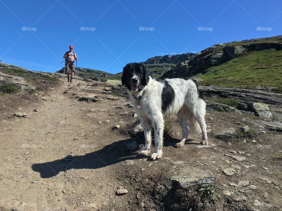 Landscape, No Person, Outdoors, Travel, Dog