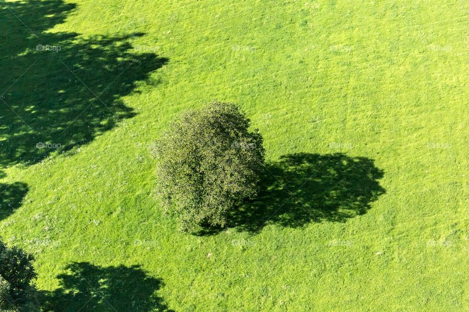 Green tree in a green field with shadows shot from above 