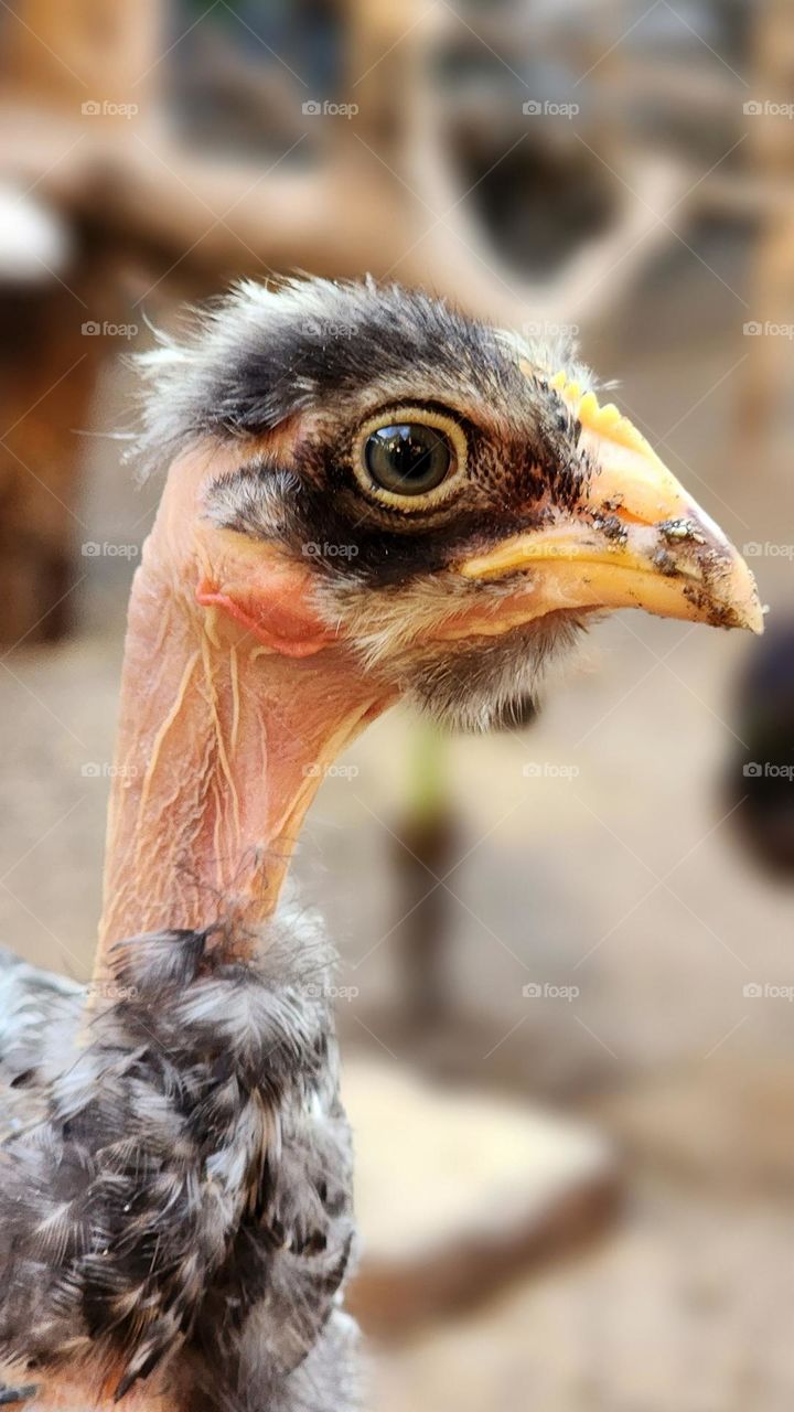 carijó chicken