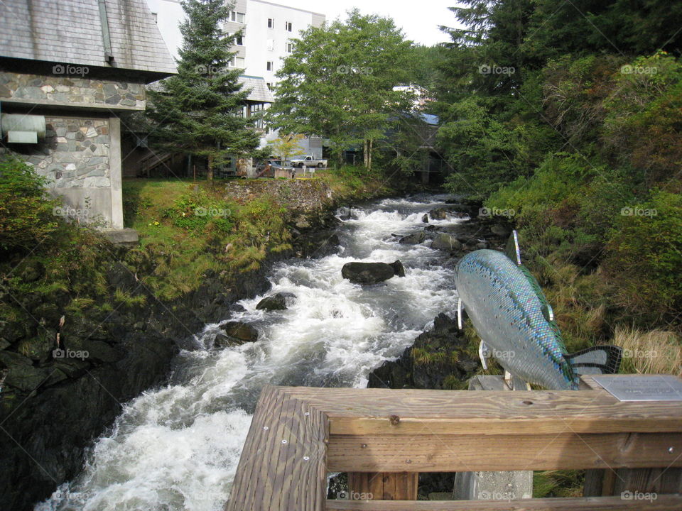 Salmon river. river of salmon in Alaska